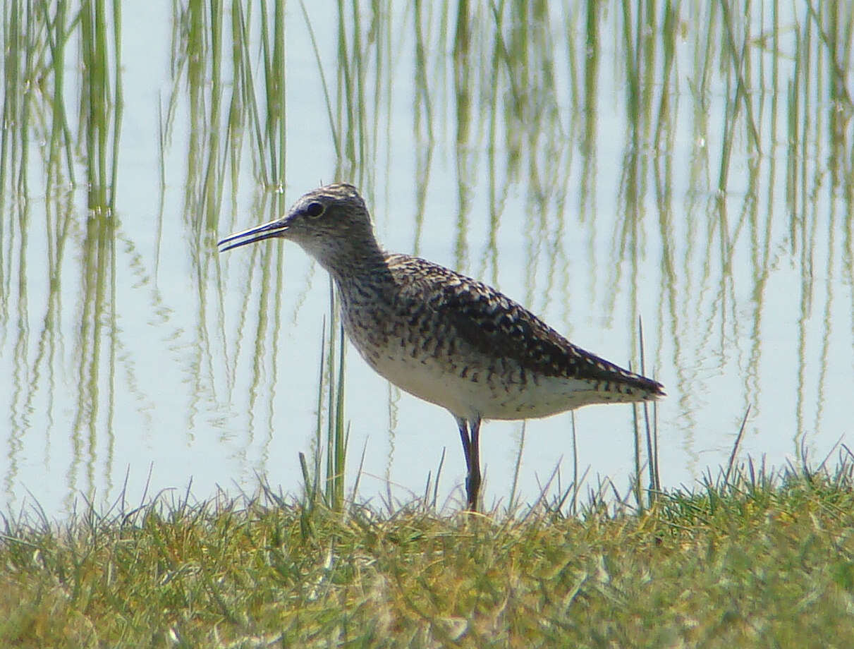 Image of Tringa Linnaeus 1758