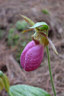 Слика од Cypripedium