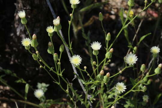 Image de Malacothrix clevelandii A. Gray