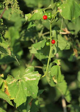 Image of Cretan bryony