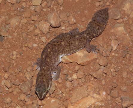 Image of Robust Striped Gecko