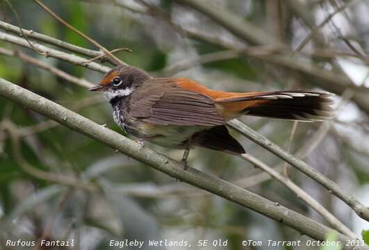 Image of Rufous Fantail