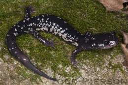 Image of Woodland salamander