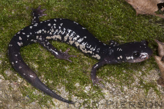 Image of White-spotted Slimy Salamander