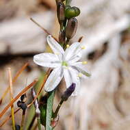 Image of Caesia parviflora R. Br.