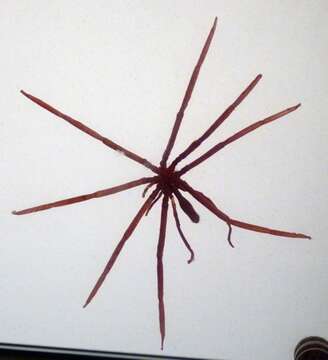 Image of sea spiders