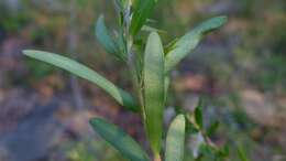 Image of Australian wild may