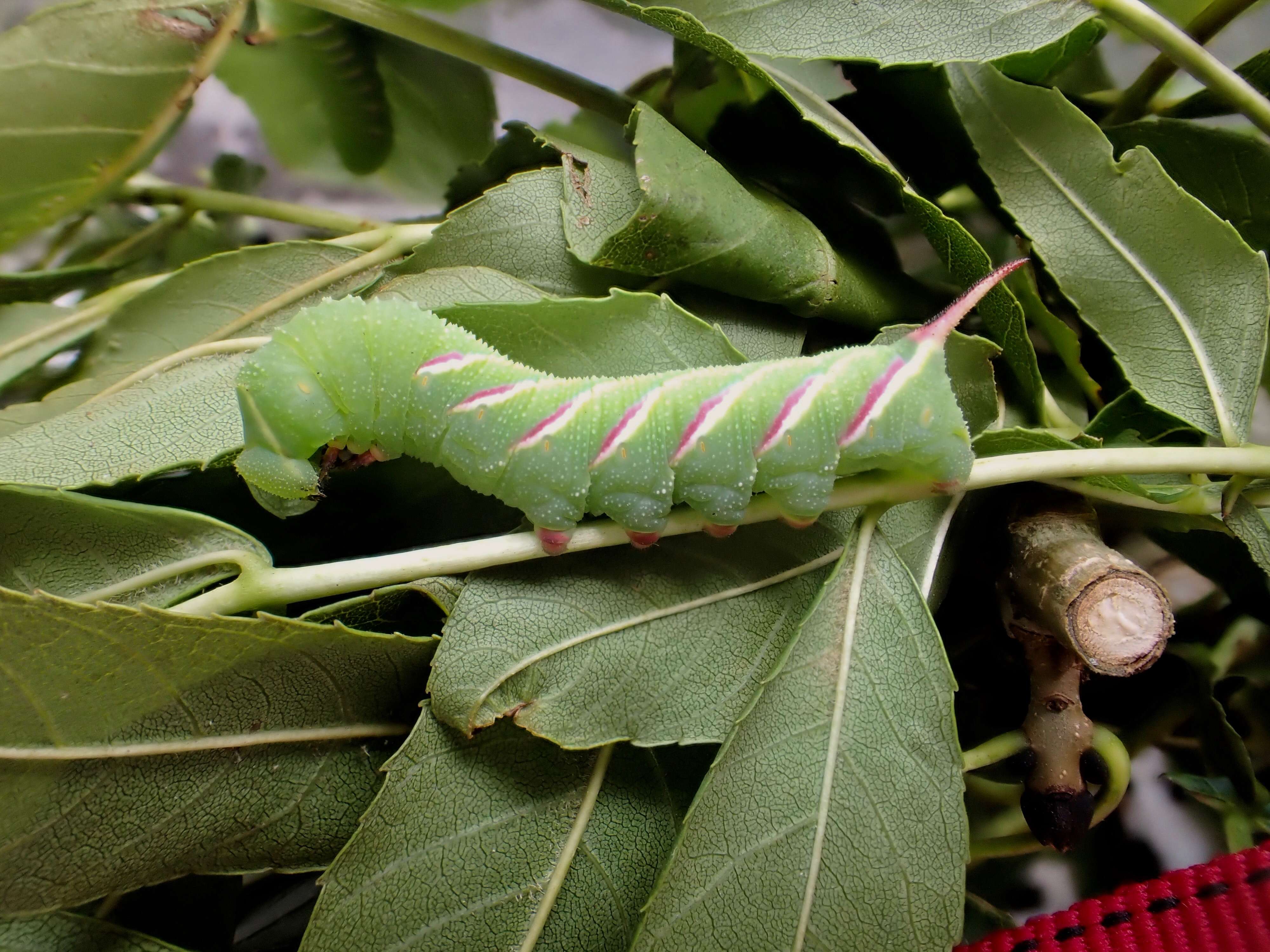 Image of privet hawk-moth