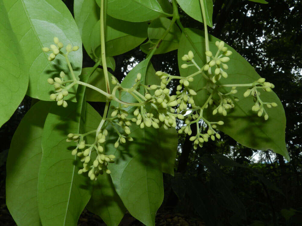 Image de Guapira costaricana