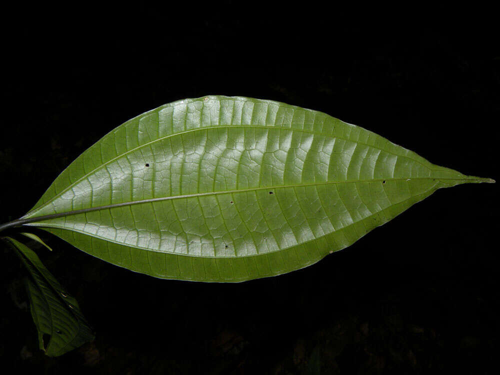 Слика од Miconia gracilis Triana