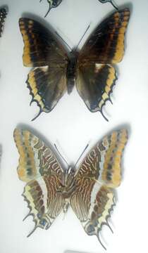 Charaxes jasius Linnaeus 1767的圖片