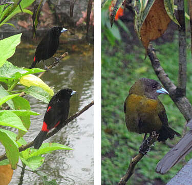 Image of Passerini's Tanager