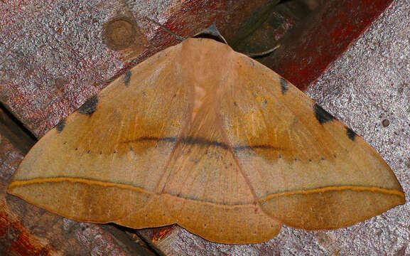 Image of Hypopyra capensis Herrich-Schäffer 1854