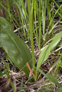 Image of Platanthera bifolia subsp. bifolia