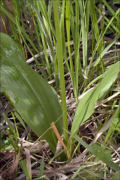 Image of Platanthera bifolia subsp. bifolia