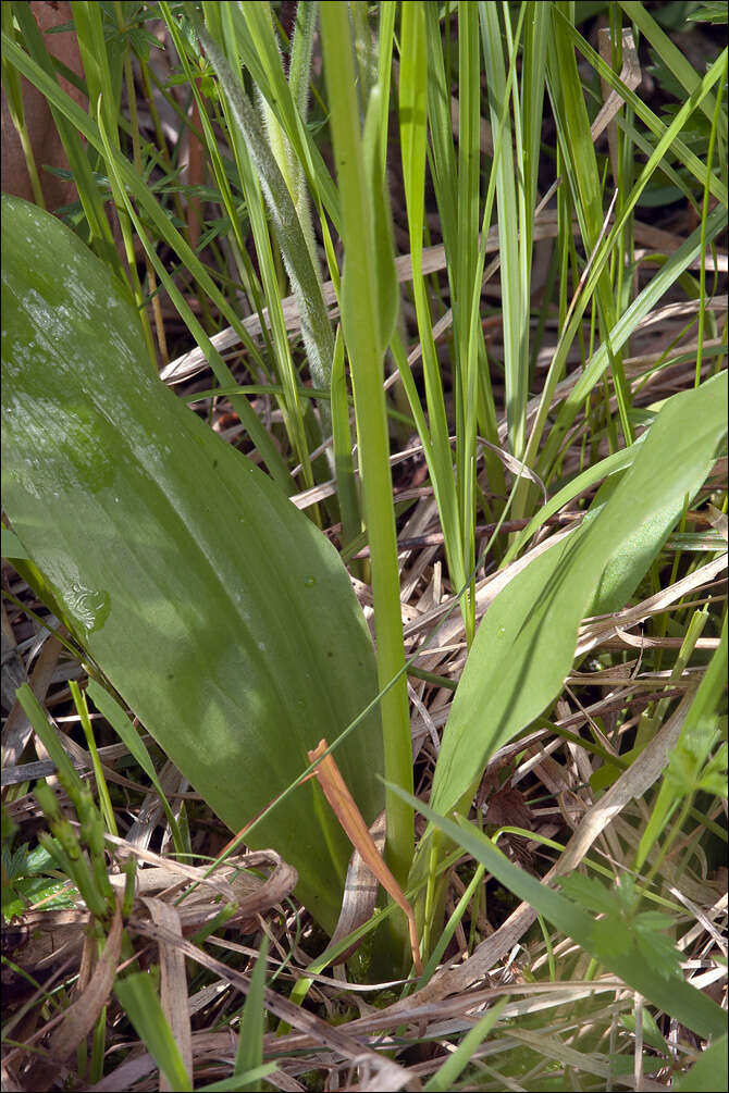 Image of lesser butterfly-orchid