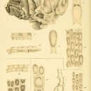 Image of Biflustra perfragilis MacGillivray 1881