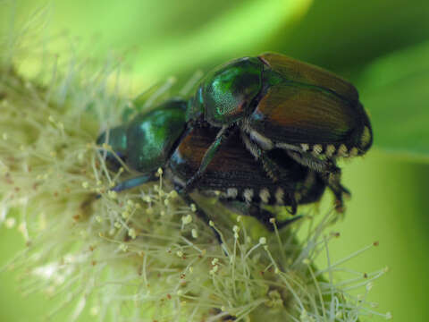 Image of Japanese Beetle