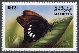 Image of Papilio polytes Linnaeus 1758