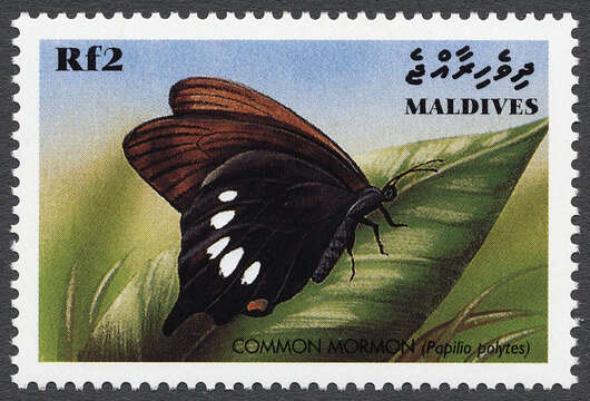 Image of Papilio