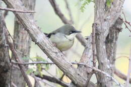 Image of Bar-throated Apalis