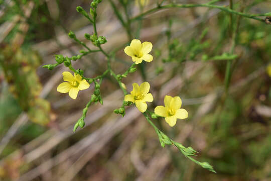 Image of grooved flax