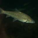Image of Berg-breede River Whitefish