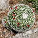 Image of Mammillaria scrippsiana (Britton & Rose) Orcutt