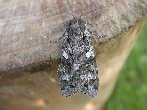 Image of Great Gray Dart; Great Brocade