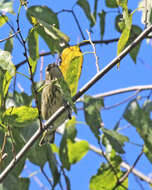 Image of Cape May Warbler