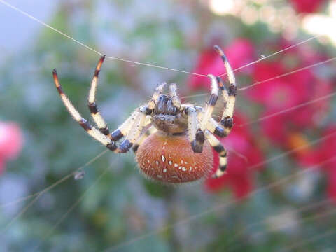 Image of Araneus