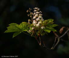 Image of Buckeyes & Horse-chestnuts