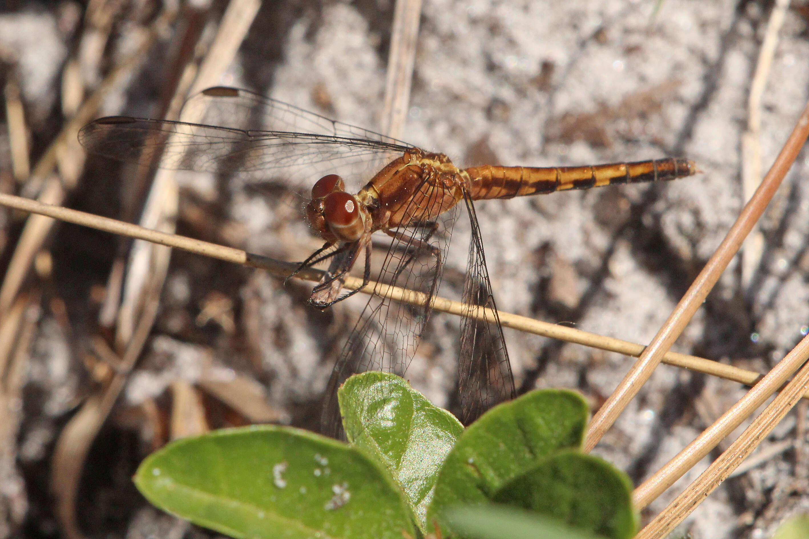 Image of Little Blue Dragonlet