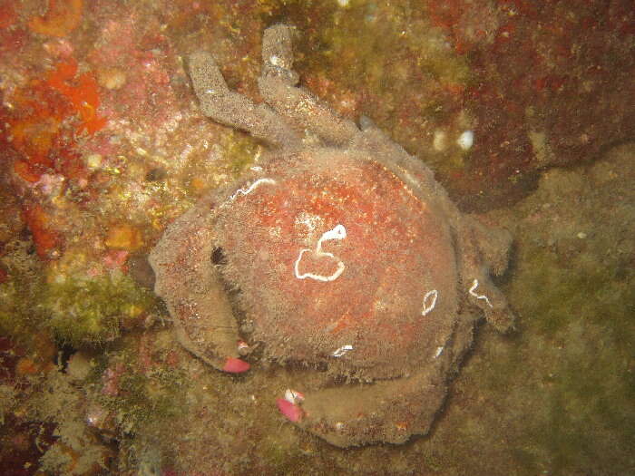 Image of sponge crabs