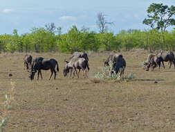 Image of wildebeest