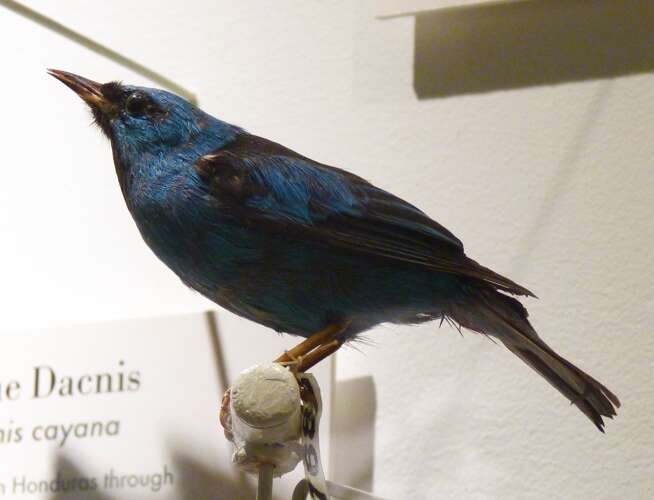 Imagem de Dacnis cayana (Linnaeus 1766)