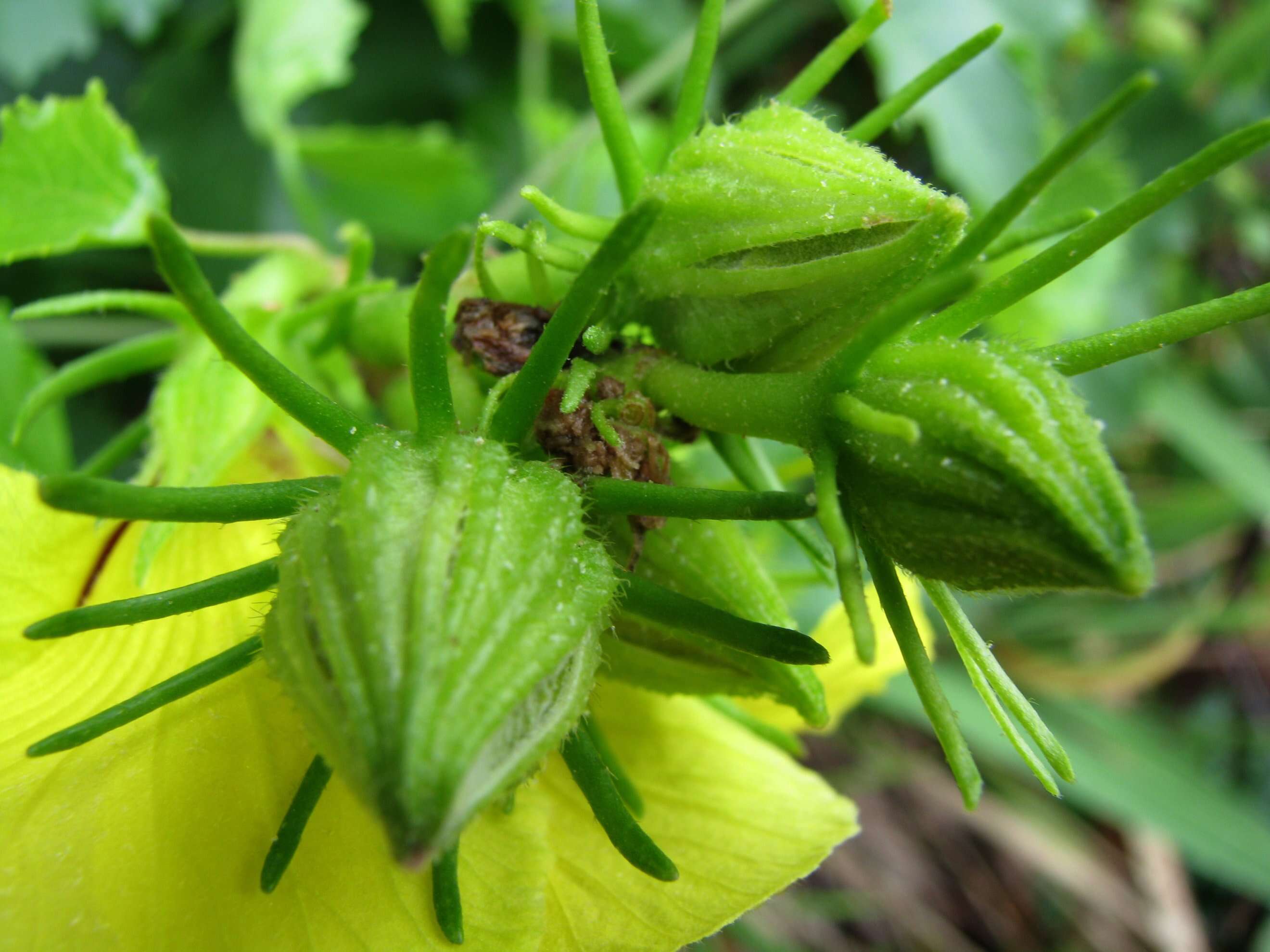 Image of Brackenridge's rosemallow