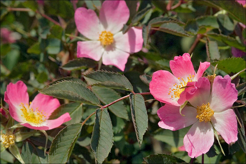 Image of Rosa glauca Pourret