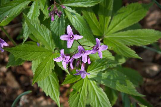 Image of bittercress