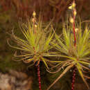 Слика од Roridula gorgonias Planch.