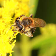 Image of Andrena dorsata (Kirby 1802)