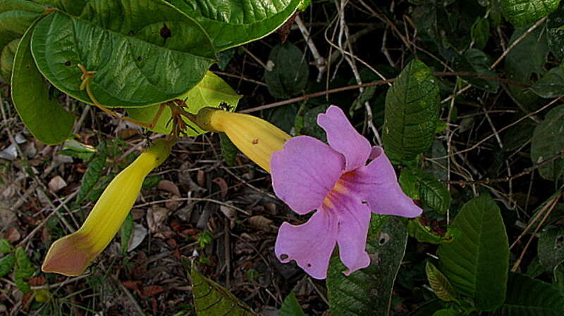 Image of Amphilophium scabriusculum (Mart. ex DC.) L. G. Lohmann