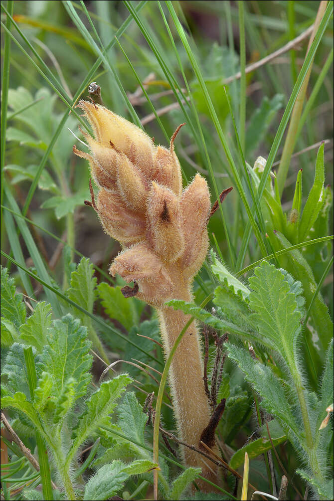 Image of Orobanche teucrii Holandre