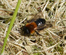 Andrena nitida (Müller 1776)的圖片