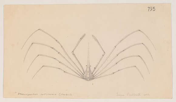 Image of Yellowline Arrow Crab