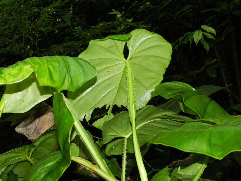 Imagem de Philodendron pterotum K. Koch & Augustin