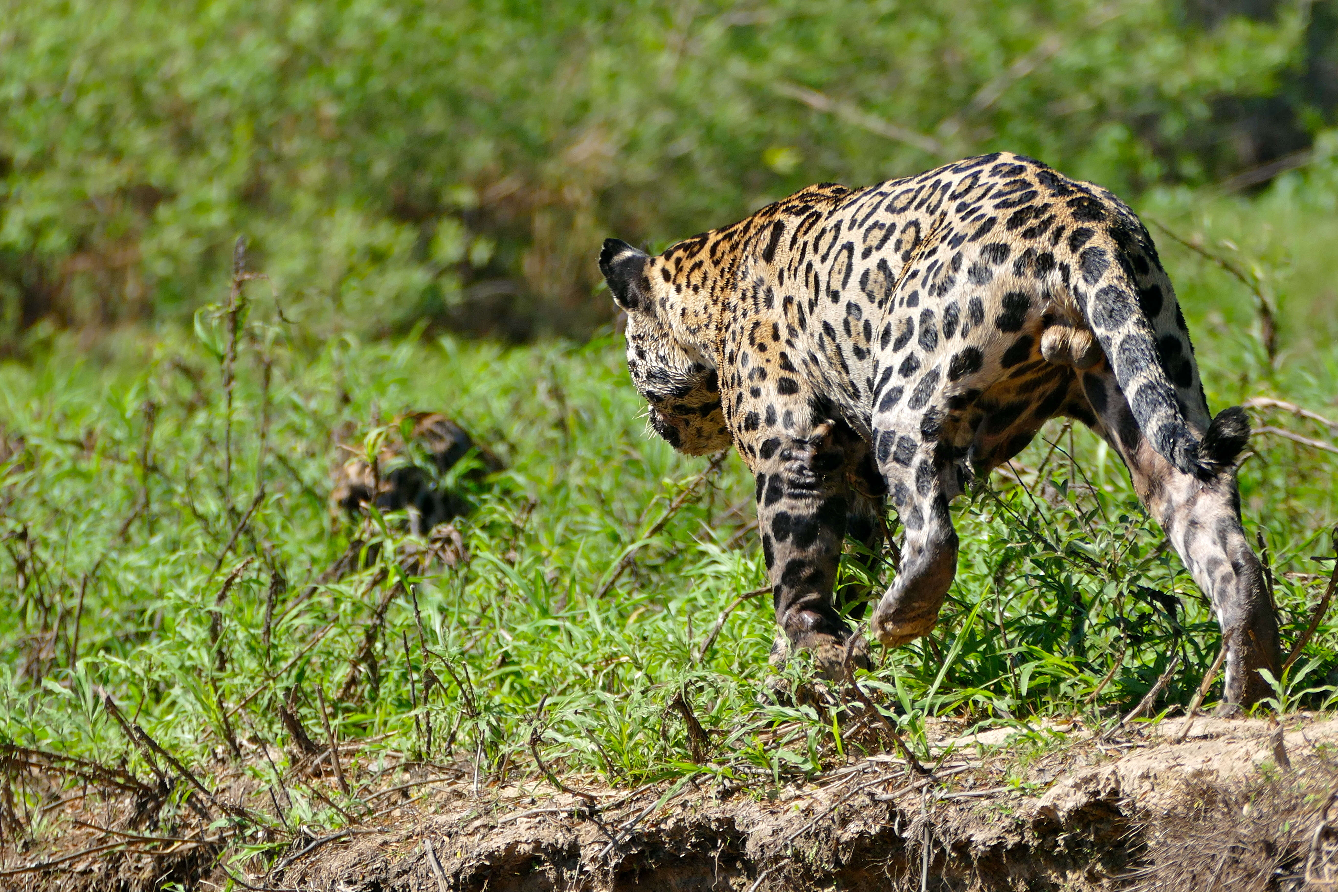 Image of Jaguar