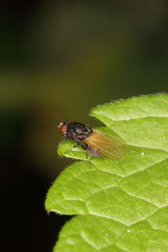 Image de Minettia longipennis (Fabricius 1794)