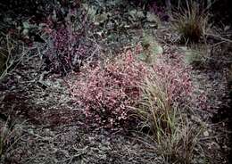 Image of Boronia muelleri (Benth.) Cheel