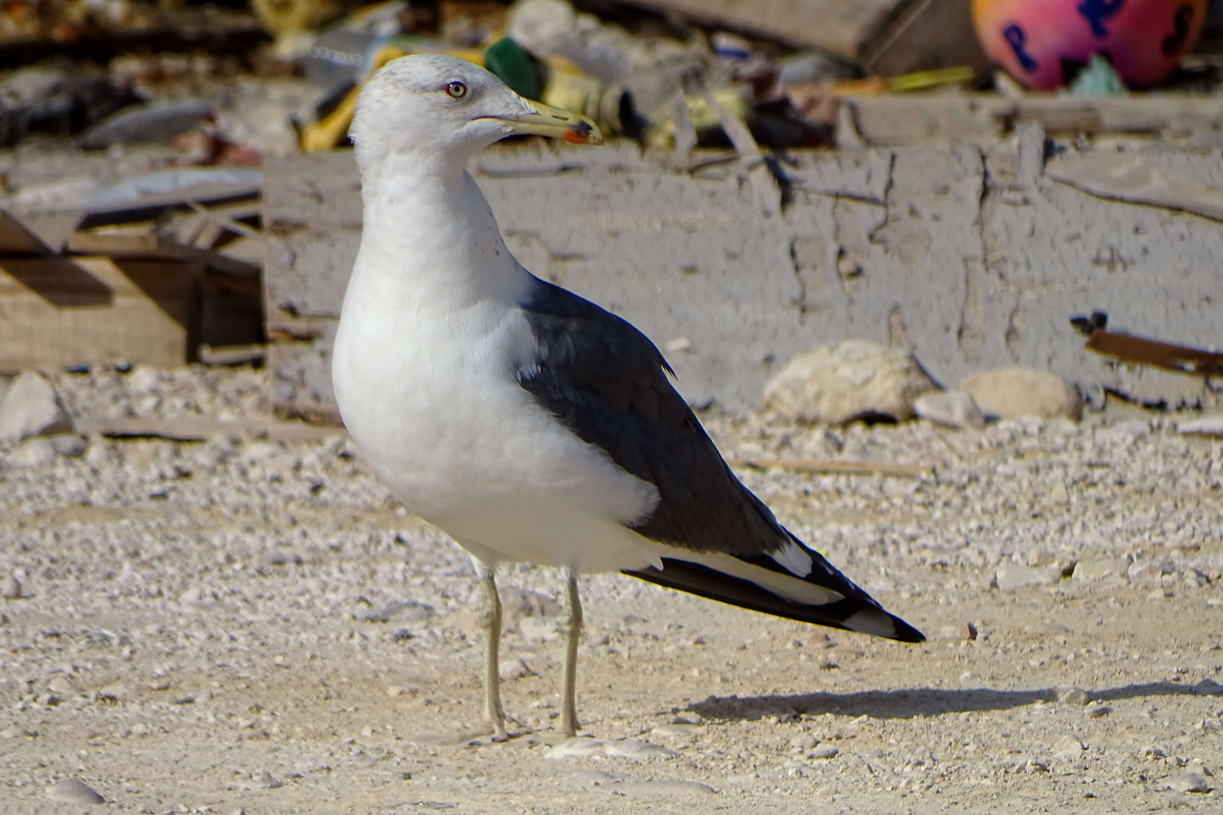 Image of Lesser Black-backed Gull